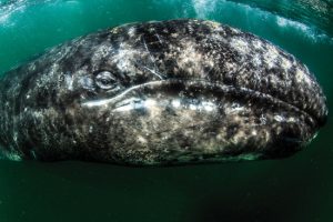  Grey Whale in Biscay reserve in Baja