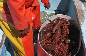 The main economic activity here is lobster and abalone