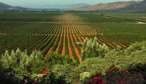 AlXimia - Baja Wine Country Guide