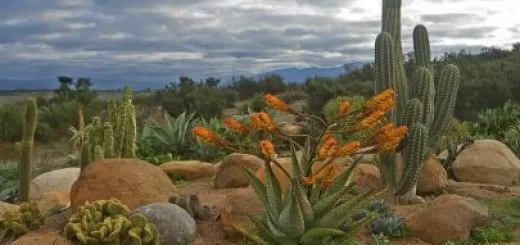 Valle de Guadalupe