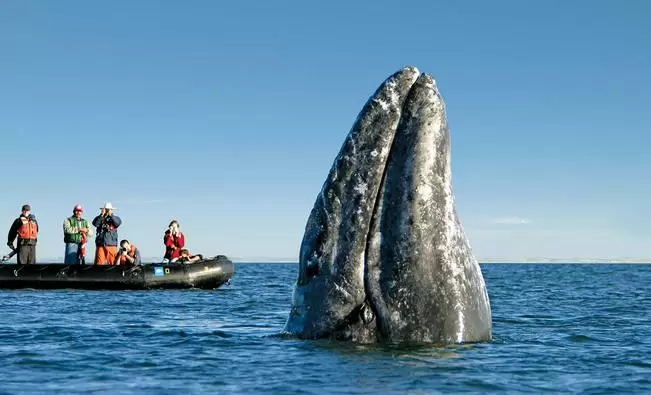 Whale watching